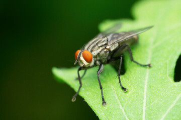 Closeup of Common housefly, Musca domestica, Satara, Maharashtra,  India