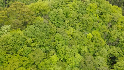 ドローン 空撮　山　緑　夏の山