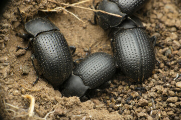 Dytiscidae, diving beetles, Satara, Maharashtra,  India