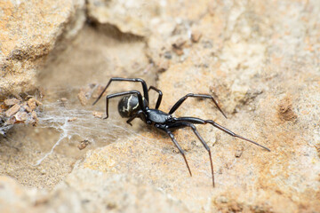 Indian ground spider, Anagraphis  species, Satara, Maharashtra,  India