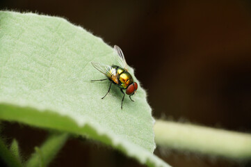 Jewel fly, Satara, Maharashtra,  India