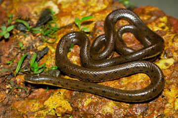 Olive forest snake, Rhabdops aquaticus,  endemic to western ghats, Satara, Maharashtra,  India