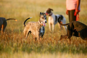 Mudhol hound breed, pochers use them for hunting, Satara, Maharashtra,  India
