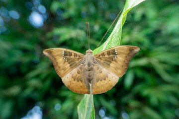 Baron butterfly, Euthalia aconthea, Satara, Maharashtra,  India