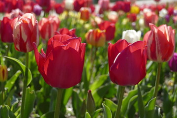 Rot blühendeTulpen (Tulipa), Closeup, Deutschland
