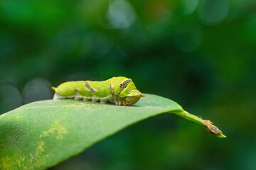 Catterpillar of common mormon butterfly, Papilio polytes, Satara, Maharashtra,  India