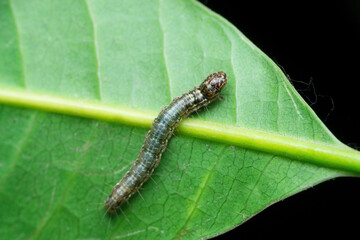 Silk moth catterpillar, Satara, Maharashtra,  India