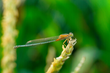 Yellow damselfly species, Satara, Maharashtra,  India