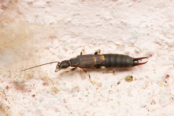 Black earwig,  Forficula species, Satara, Maharashtra, India