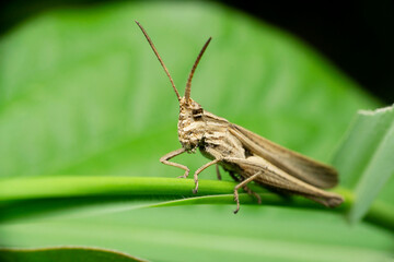 Migratory locust, Locusta migratoria, Satara, Maharashtra, India