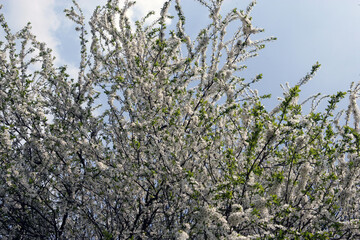 Cherry tree blossoming. Spring. Flowers. Blossom.