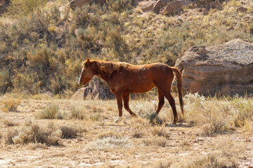 Horse is in a pasture against the backdrop of mountains, Kyrgyzstan