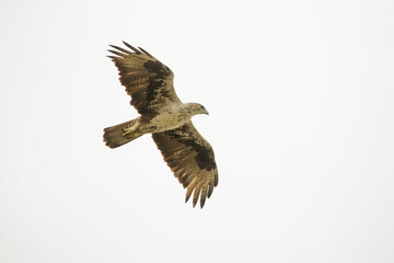 Bonelli's eagle, Aquila fasciata in  flight, Satara, Maharashtra, India
