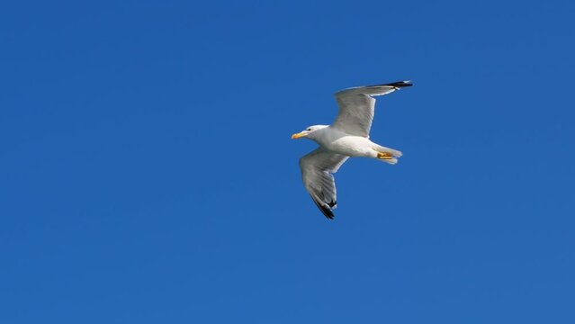 A seagull hovers in the flow of air, twists its head slightly and looks down. Then the bird makes a slight movement and flies away, low angle view, shot stabilized to body of gull