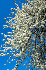 Das Geäst eines blühenden Kirschbaums im Frühling mit weißen Blüten vor blauem, wolkenlosem...