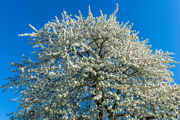 Das Geäst eines blühenden Kirschbaums im Frühling mit weißen Blüten vor blauem, wolkenlosem...