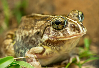 The Indian burrowing frog, Sphaerotheca breviceps., Satara, Maharashtra, India