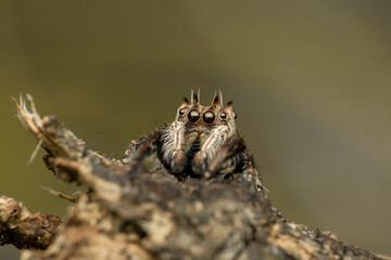 Jumping spider species, Satara, Maharashtra, India