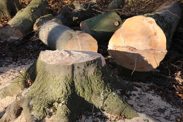 Baumfällarbeiten