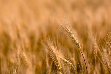 Golden ears of wheat on the background of a ripening field. Agricultural plant close-up. The concept of planting and harvesting a rich harvest. Rural landscape at sunset.