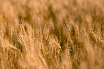 Golden ears of wheat on the background of a ripening field. Agricultural plant close-up. The concept of planting and harvesting a rich harvest. Rural landscape at sunset.