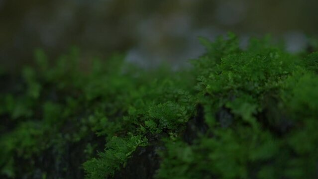 苔の映像　山の　緑　スローモーション　a7s3　ソニー