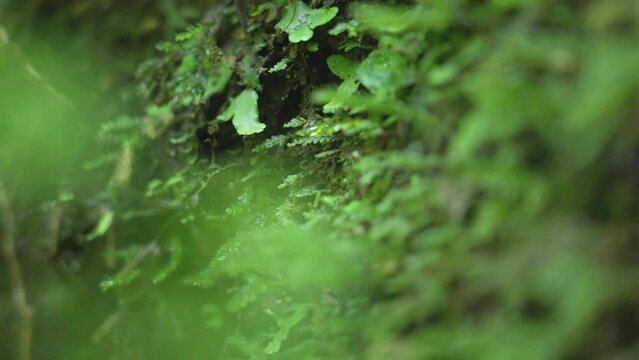苔の映像　山の　緑　スローモーション　a7s3　ソニー