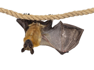 Young adult flying fox, fruit bat aka Megabat, hanging on sisal rope with one wing spread showing...