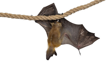 Obraz premium Young adult flying fox, fruit bat aka Megabat, hanging on sisal rope with one wing spread showing structure of the bones. Looking ahead away from camera. Isolated cutout on transparent background.