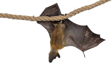 Young adult flying fox, fruit bat aka Megabat, hanging on sisal rope with one wing spread showing structure of the bones. Looking ahead away from camera. Isolated cutout on transparent background.