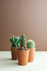 Minimalistic photo of cacti in pots on a colored brown-beige background.