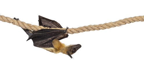 Young adult flying fox, fruit bat aka Megabat, cmoving from left to right over sisal rope. Looking to the side. Isolated cutout on transparent background.
