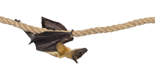 Young adult flying fox, fruit bat aka Megabat, cmoving from left to right over sisal rope. Looking to the side. Isolated cutout on transparent background.