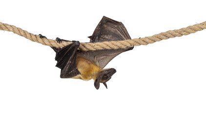 Young adult flying fox, fruit bat aka Megabat, cmoving from left to right over sisal rope. Looking...