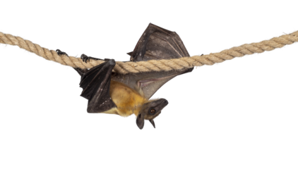 Young adult flying fox, fruit bat aka Megabat, cmoving from left to right over sisal rope. Looking to the side. Isolated cutout on transparent background.