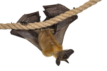 Young adult flying fox, fruit bat aka Megabat, hanging on sisal rope with wings folded. Looking...