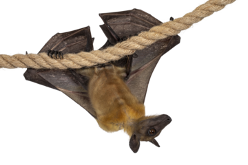 Young adult flying fox, fruit bat aka Megabat, hanging on sisal rope with wings folded. Looking side ways away from camera. Isolated cutout on transparent background.