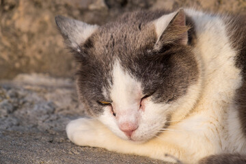 Schlafende Hauskatze (Felis silvestris catus)
