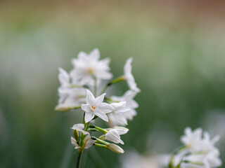 可憐に咲く水仙の花々　1月