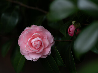 木陰に咲く桃色の椿の花　1月