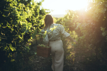 Woman with basket of grapes in vineyard,she is tasting grapes.