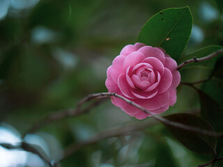 木陰に咲く桃色の椿の花　1月