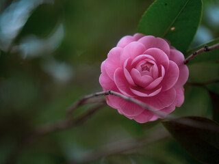 木陰に咲く桃色の椿の花　1月