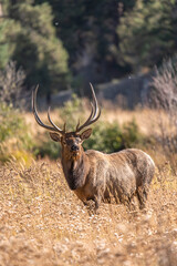 Naklejka na ściany i meble Bull Elk of the Rocky Mountains