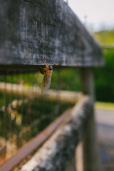 A Cicada Insect Hangs Onto a Wooden Fence Post