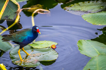 A Purple Gallinule in the Everglades National Park, Florida