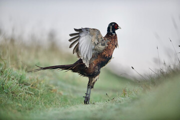 Pheasant Stretching On Tips of Toes