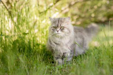 Naklejka na ściany i meble Katze ist im Sommer im Garten auf Streifzug, Britisch Langhaar Freigänger in der Natur