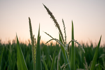 Close up of corn in the field