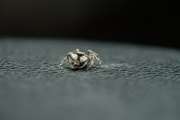 Spider, menemerus semilimbatus. Salticidae, feeding on an insect.